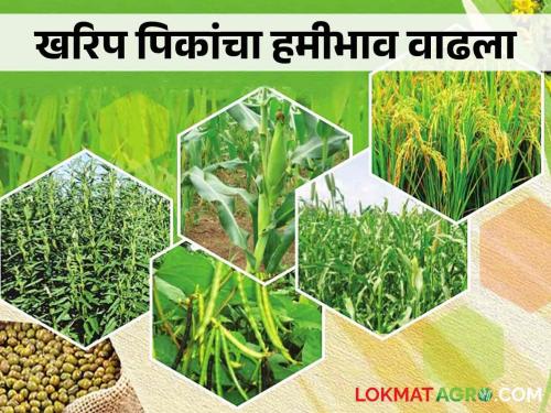 MSP Kharif Crop; Good news for farmers; There has been an increase in the MSP of these 14 crops in Kharif | MSP Kharif Crop शेतकऱ्यांसाठी खुशखबर; खरिपातील या १४ पिकांच्या हमीभावात झाली वाढ