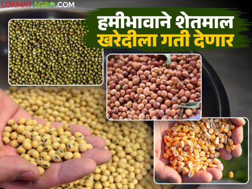 Marketing department will make 'these' changes to speed up the process of purchasing agricultural produce at guaranteed prices; Read in detail | हमीभावाने शेतमाल खरेदी प्रक्रिया जलद होण्यासाठी पणन विभाग करणार 'हे' बदल; वाचा सविस्तर