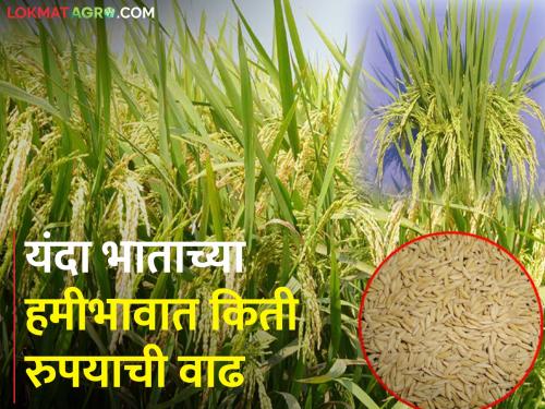 Purchase of paddy from registered farmers till 31st January | नोंदणी केलेल्या शेतकऱ्यांकडून ३१ जानेवारीपर्यंत भात खरेदी