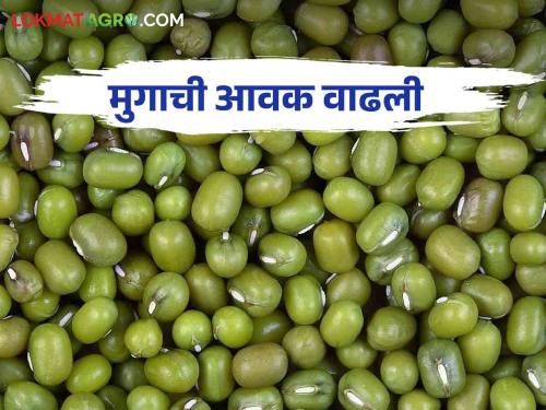 Mug Bajar Bhav : Minimum support price of moong is 8 thousand 662 but farmers get 6 thousand | Mug Bajar Bhav : मुगाचा हमीभाव ८ हजार ६६२, शेतकऱ्यांना मिळतायत मात्र सहा हजार