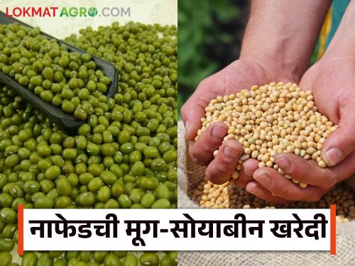 Latest News How much was purchase of mung soyabeans from Nafed Know in detail  | Nafed Soyabean : नाफेडकडून मूग-सोयाबीनची किती झाली खरेदी? जाणून घ्या सविस्तर 