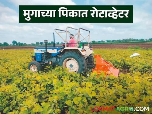 Latest News Farmer rotates rotavator on three bighas of mung bean crop, read in detail | Agriculture News : शेतकऱ्याने तीन बिघ्यांतील मुगाच्या पिकावर रोटाव्हेटर फिरवला, वाचा सविस्तर 