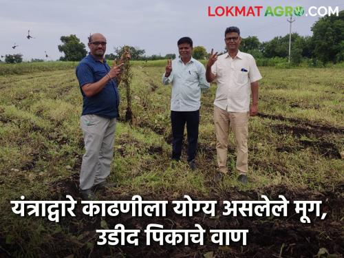 Moong flowers are golden, Rajan flowers are the best in Udid crop, know in detail  | Mug, Udid Crop : मुगात फुले सुवर्ण, उडीद पिकात फुले राजन एकदम बेस्ट, जाणून घ्या सविस्तर 