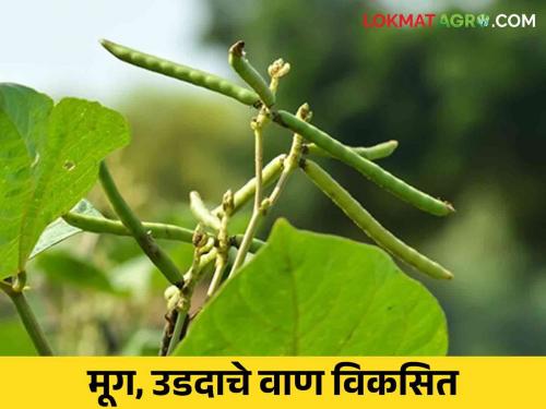 Latest News 20 percent yield-enhancing Udid, mung bean variety developed by jalgaon krushi kendra | Mug, Urad Variety : 20 टक्के उत्पादन वाढविणारे उडीद, मुगाचे ‘फुले’ वाण, जाणून घ्या सविस्तर