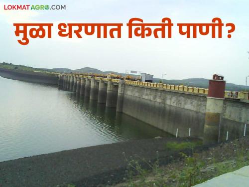 Mula Dam Water : Huge reduction in water storage of Mula Dam; Last round of irrigation for agriculture begins | Mula Dam Water : मुळा धरणाच्या पाणीसाठ्यात मोठी घट; शेतीसाठी सुरु आहे शेवटचे आवर्तन