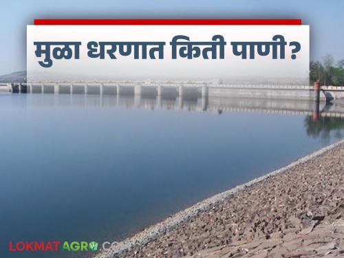 Mula Dam Water : Increase in water storage of Mula Dam in Nagar district; How much water storage has been done in the dam? | Mula Dam Water : नगर जिल्ह्यातील मुळा धरणाच्या पाणीसाठ्यात वाढ; धरणात झाला किती पाणीसाठा?