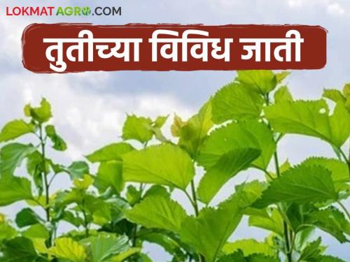 Sericulture Farming : To get more profit in sericulture, plant these improved varieties of mulberry now. | Sericulture Farming : रेशीम उद्योगात जास्त नफा मिळवायचा असेल तर तुतीच्या 'या' सुधारित जातींची आत्ताच लागवड करा