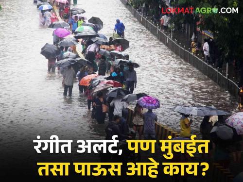 Latest News Mumbai Rain monsoon Update What is rain red Alert Know in detail | Mumbai Rain : रंगीत अलर्ट म्हणजे काय? यात पावसाची तीव्रता अधिक असते का? समजून घ्या सविस्तर 