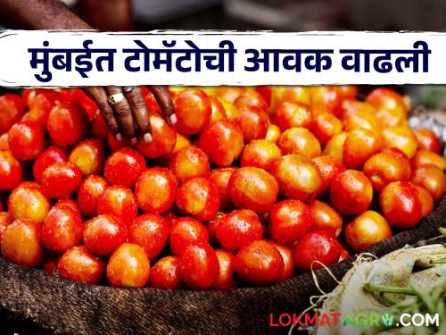 Latest News highest prices for tomatoes in Jalgaon, Nagpur, Mumbai market yard check here | Tomato Market : जळगाव, नागपूर, मुंबई बाजारात टोमॅटोला सर्वाधिक भाव, वाचा आजचे बाजारभाव