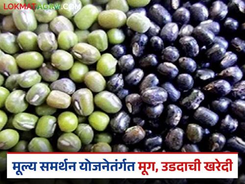 Latest news Relief for farmers in MP, green signal for purchase of moong and urad | Mung Udid Kharedi : एमपीतील शेतकऱ्यांना दिलासा, मूग आणि उडीद खरेदीला हिरवा कंदील 