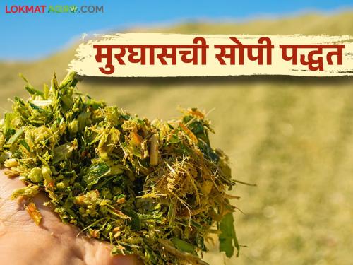 Murghas : How to make Silage by pit method read in detail | Murghas : खड्डा पद्धतीने मुरघास कसा बनवावा? वाचा सविस्तर