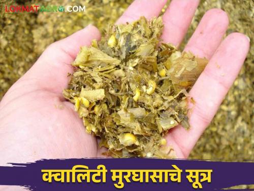 Murghas : How to choose crops while making Murghas? Read in detail | Murghas : मुरघास तयार करताना पिकांची निवड कशी करावी? वाचा सविस्तर