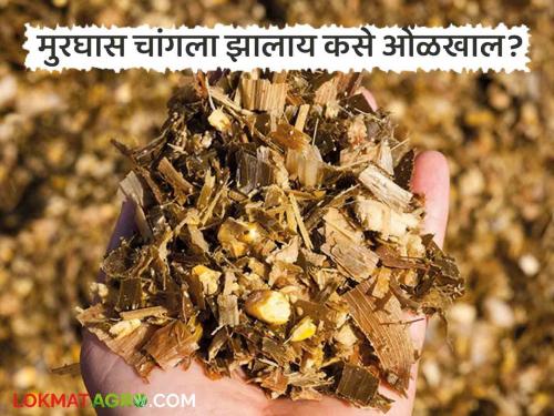 Murghas : How to know if a Murghas Silage is well prepared or not? | Murghas : मुरघास चांगला तयार झाला आहे का नाही हे कसे ओळखावे?