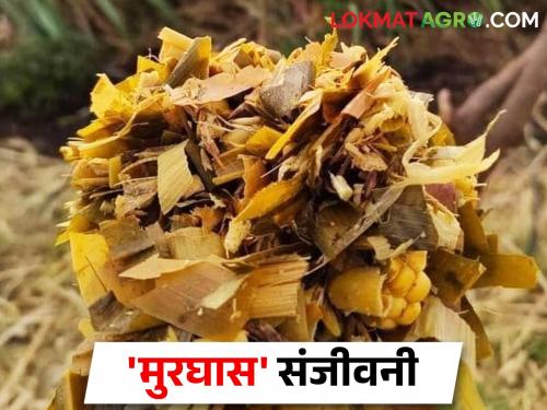 It seems that there will be a drought; Let's make silage murghas for livestock at low cost | दुष्काळ येईल अस वाटतंय; जनावरांसाठी कमी खर्चात मुरघास बनवून ठेवूया