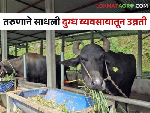 Rahul Patil earns an income of one and a half lakh per month from dairy farm of 15 buffaloes | Dairy Success Story १५ म्हशींच्या संगोपनातून राहुल पाटील मिळवितात महिन्याला दीड लाखाचे उत्पन्न