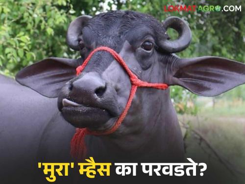 No need for Maihasana, Jafrabadi, only 'Murra'; Why are milk producers facing a fight over Murra buffaloes? Read in detail | मैहसाणा, जाफराबादी नको 'मुरा'च हवी; दूध उत्पादकांना का लागलाय मुरा म्हशींचा लळा? वाचा सविस्तर