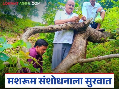 Latest News Natural mushroom research in Satpura forest nandurbar , know the details | Mashroom Research : सातपुड्याच्या वनराईत नैसर्गिक मशरूम संशोधन, जाणून घ्या सविस्तर 