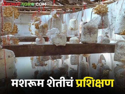 Latest News mushroom farming training There are training programs by icar, read in detail  | Mushroom Training : मशरूम शेतीचं प्रशिक्षण घ्यायचंय? इथं असतात वर्षभर प्रशिक्षण कार्यक्रम, वाचा सविस्तर 