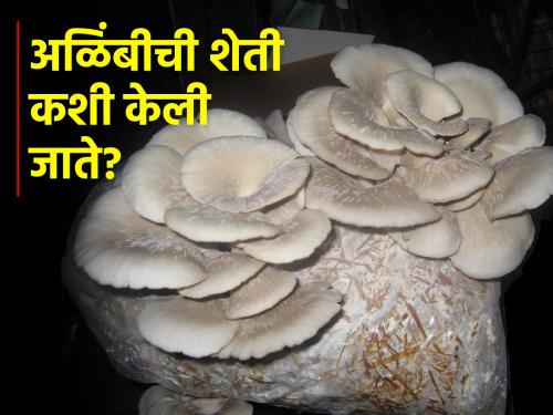 How is Dhingri mushroom produced? & start agriculture allied business | धिंगरी अळिंबीचे उत्पादन कसे केले जाते?