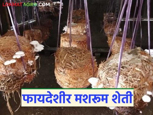 latest news Grow mushrooms farming at home, earn lakhs in profit at low cost | Mushroom Farming : घरच्या घरी मशरूमची लागवड करा, कमी खर्चात लाखोंचा नफा कमवा