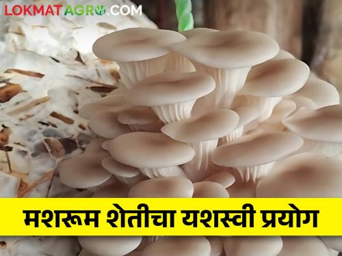 Latest News Successful Experiment of Mushroom Farming in Drought Area by mbbs Doctor | दुर्गम पट्ट्यात उभारली मशरूमची शेती, दुष्काळी भागात यशस्वी प्रयोग 