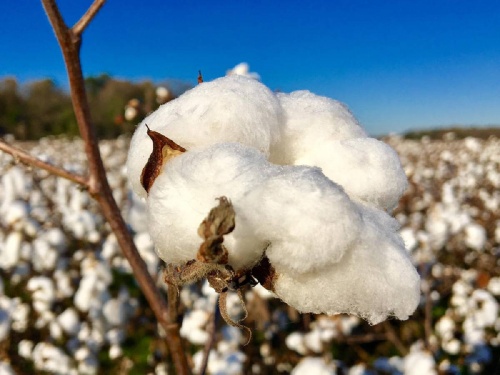 In Jalna, the medium staple cotton variety fetches the highest price, what is the situation in other places? | जालन्यात मध्यम स्टेपल कापसाच्या जातीला मिळतोय सर्वाधिक भाव, इतर ठिकाणी काय स्थिती?