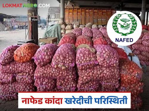 Latest news Nafed kanda kharedi Make the information about purchases at Nafed centers public | नाफेड केंद्रावरील खरेदीची माहिती सार्वजनिक करा, अन्यथा ही शेतकऱ्यांची फसवणूकच