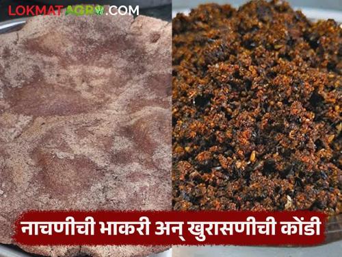Latest News Delicious and nutritious nagli bhakar and khurasani chutney read in details | चविष्ट आणि गुणकारी असलेली नागलीची भाकर अन् खुरासणीची चटणी खाल्ली आहे का? 