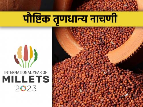 Importance of ragi finger millet in human diet | नाचणीचे मानवी आहारातील महत्व