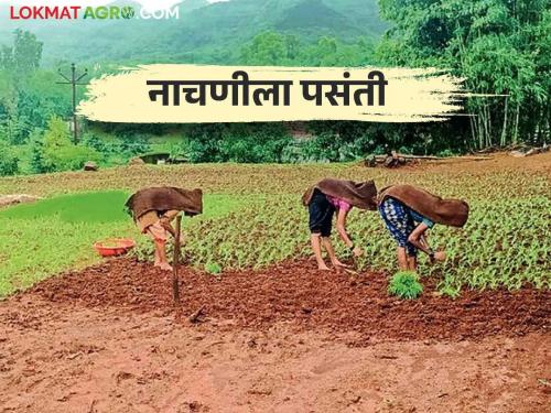 Ragi cultivation is speed up with paddy crop; how to cultivation | भाताबरोबर नाचणी लागवडीला येतोय वेग; कशी केली जाते लागवड