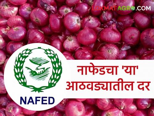 Latest news Nafed kanda kharedi New Nafed onion purchase price announced and deadline 4th august | Nafed Kanda Rate : नाफेड कांदा खरेदीचा नवा दर जाहीर, पण 'या' तारखेपर्यंतच खरेदी? वाचा सविस्तर