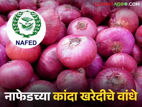 Latest news Nafed Kanda Kharedi How much onion has been purchased from NAFED and NCCF | Nafed Kanda Kharedi : आतापर्यंत नाफेड, एनसीसीएफची कांदा खरेदी किती झाली, खरेदीच्या मुदतीचं काय? 