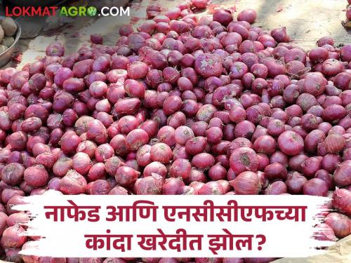 Latest news Corruption in NAFED and NCCF onion procurement says onion farmers see details | Onion Issue : नाफेड आणि एनसीसीएफच्या कांदा खरेदीत झोल? नेमकं प्रकरण समजून घेऊया, वाचा सविस्तर