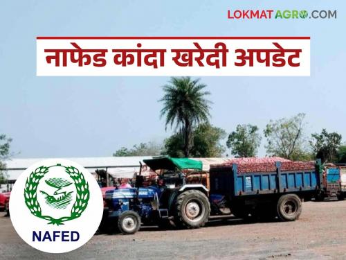 Latest News Nafed Kanda Kharedi Trial of onion procurement from NAFED see details | Nafed Kanda Kharedi : नाफेडकडून कांदा खरेदीची ट्रायल, प्रत्यक्षात कांदा खरेदी केव्हापासून?