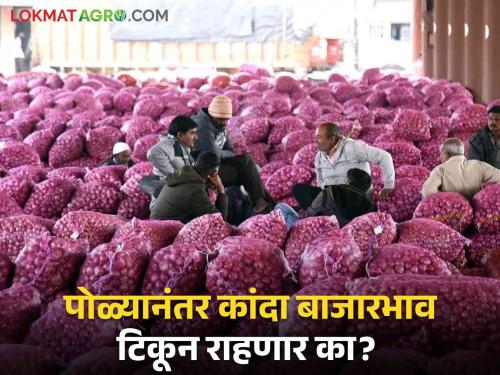 Latest news Kanda Bajarbhav Onion market prices will remain stable till September 2 see reason | Kanda Bajarbhav : काळजी नको, ‘या’ तारखेपर्यंत तरी कांदा बाजारभाव पडणार नाहीत, वाचा सविस्तर