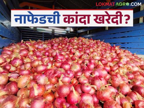 latest News Nafed Kanda khared procurement in controversy after Nafed onion scam | Nafed Kanda Kharedi : नाफेडचा कांदा घोटाळा गाजल्यानंतर यंदाची खरेदी वादात सापडलीय का? 