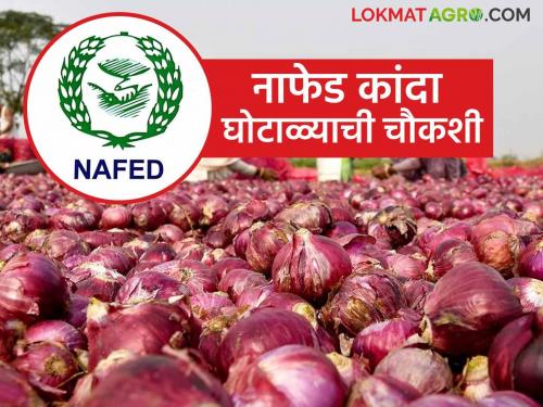 Latest News Agriculture News Kshatriya Mahasabha's statement demanding inquiry into Nafed onion procurement scam  | Agriculture News : नाफेड कांदा खरेदी घोटाळ्याची चौकशीची मागणी, क्षत्रिय महासभेचे निवेदन 