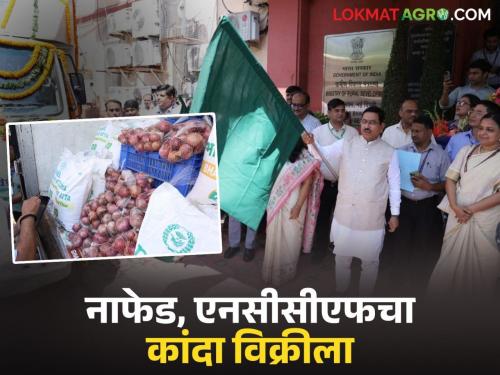 Latest News Nafed Kanda Vikri NAFED and NCCF sell onions at Rs 24 per kg in Delhi | नाफेड, एनसीसीएफच्या कांद्याची दिल्लीत विक्री, नाशिकमध्येही लवकरच, काय दराने विक्री होतेय? 