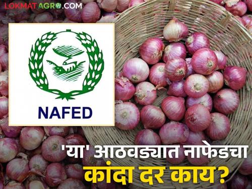 Latest News Nafed onion procurement rate for this week is 2555 per quintal see details | Onion Price NAFED : नाफेडचा 'या' आठवड्यासाठीचा कांदा दर निश्चित, जाणून घ्या सविस्तर