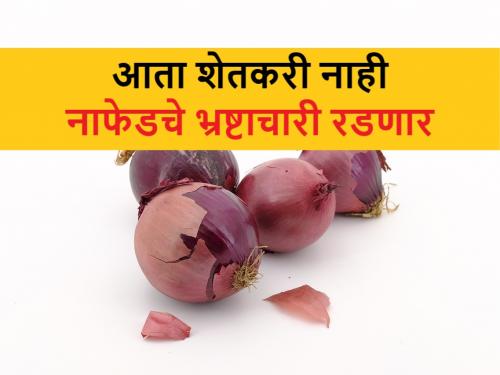 Nafed Onion Scam: As soon as onion export mep removed, the corrupt officials of NAFED Worried about unpurchased onion | Nafed Onion Scam: कांदा निर्यातीच्या अटी काढताच नाफेडच्या भ्रष्टाचाऱ्यांची धावपळ; खरेदी न केलेला कांदा कुठून आणणार याची चिंता