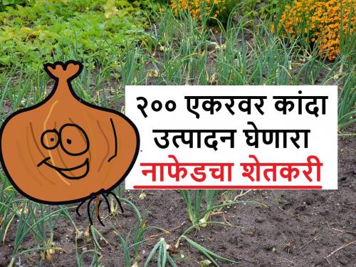 Nafed Onion Scam: Nashik's MaheshRao took 218 acres of summer onion production, a unique success story of a Nafed farmer | Nafed Onion Scam: नाशिकच्या महेशरावांनी घेतले २१८ एकरवर उन्हाळी कांद्याचे उत्पादन, नाफेडच्या शेतकऱ्याची अनोखी यशकथा