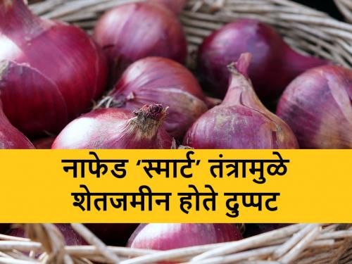 Nafed Onion Scam: How did the farm land of small landholders Manjulatai increase due to NAFED? | Nafed Onion Scam: अल्पभूधारक मंजुळाताईंची शेत जमीन नाफेडच्या ‘स्मार्ट तंत्राने’ कशी वाढली? जाणून घ्या