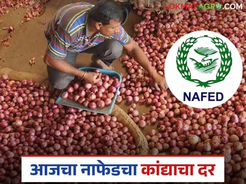 Latest News Nafed Kanda Kharedi see todays nafed kanda rate on procurement centers | आज नाफेडचा कांदा बाजारभाव काय आहे? लासलगावला काय दर मिळाला? 