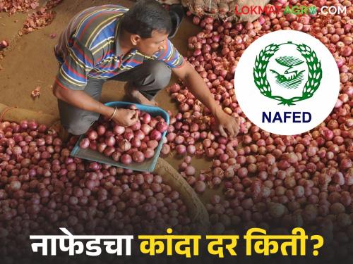 Latest news Nafed kanda kharedi Nafed's onion purchase price has been decided | Nafed Kanda Kharedi : नाफेडच्या कांदा खरेदीचा भाव ठरला? अन् बाजारात काय दर मिळतोय?
