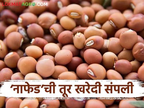 latest news Tur Kharedi: 'NAFED's' tur Kharedi deadline has expired; 'This' center remains at the forefront Read in detail | Tur Kharedi: 'नाफेड'ची तूर खरेदी मुदत संपली; 'हे' केंद्र राहिले आघाडीवर वाचा सविस्तर