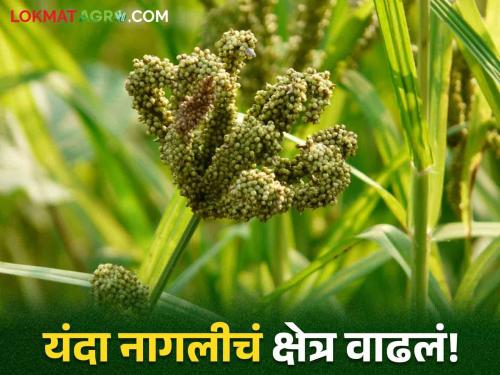 Latest News raga Cultivation The area of Nagali decreased by three thousand hectares Read in detail | Nagali Cultivation : नागलीचं क्षेत्र तीन हजार हेक्टरने घटलं, नाशिक जिल्ह्यात किती लागवड? वाचा सविस्तर