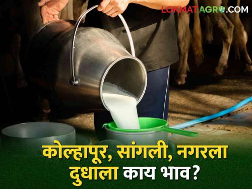 Latest News What is the price of milk in Kolhapur, Sangli, Ahmednagar districts? Read in detail  | Milk Price : कोल्हापूर, सांगली, अहमदनगर जिल्ह्यात दुधाला काय भाव मिळतोय? वाचा सविस्तर 