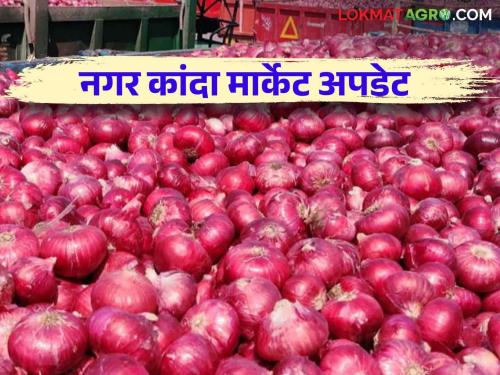 Kanda Bajar Bhav : Increase in the price of Gavran onion in Ahilyanagar market committee How is the price getting? | Kanda Bajar Bhav : अहिल्यानगर बाजार समितीत गावरान कांद्याच्या दरात वाढ कसा मिळतोय दर