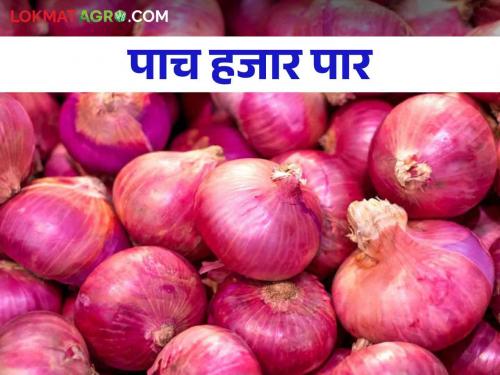 Kanda Bajar Bhav : 27 thousand quintals of onion arrival in market committee How much get market price | Kanda Bajar Bhav : नगर बाजार समितीत २७ हजार क्विंटल कांदा आवक कसा मिळाला दर