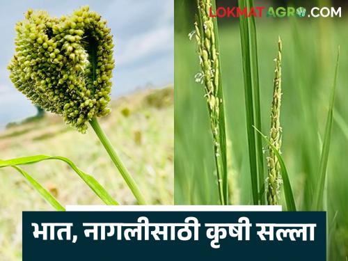 Latest News How to prepare for pre-cultivation for rice and nagli Read in detail | Agriculture News : भात, नागलीसाठी पूर्व मशागतीची तयारी कशी कराल? वाचा सविस्तर 